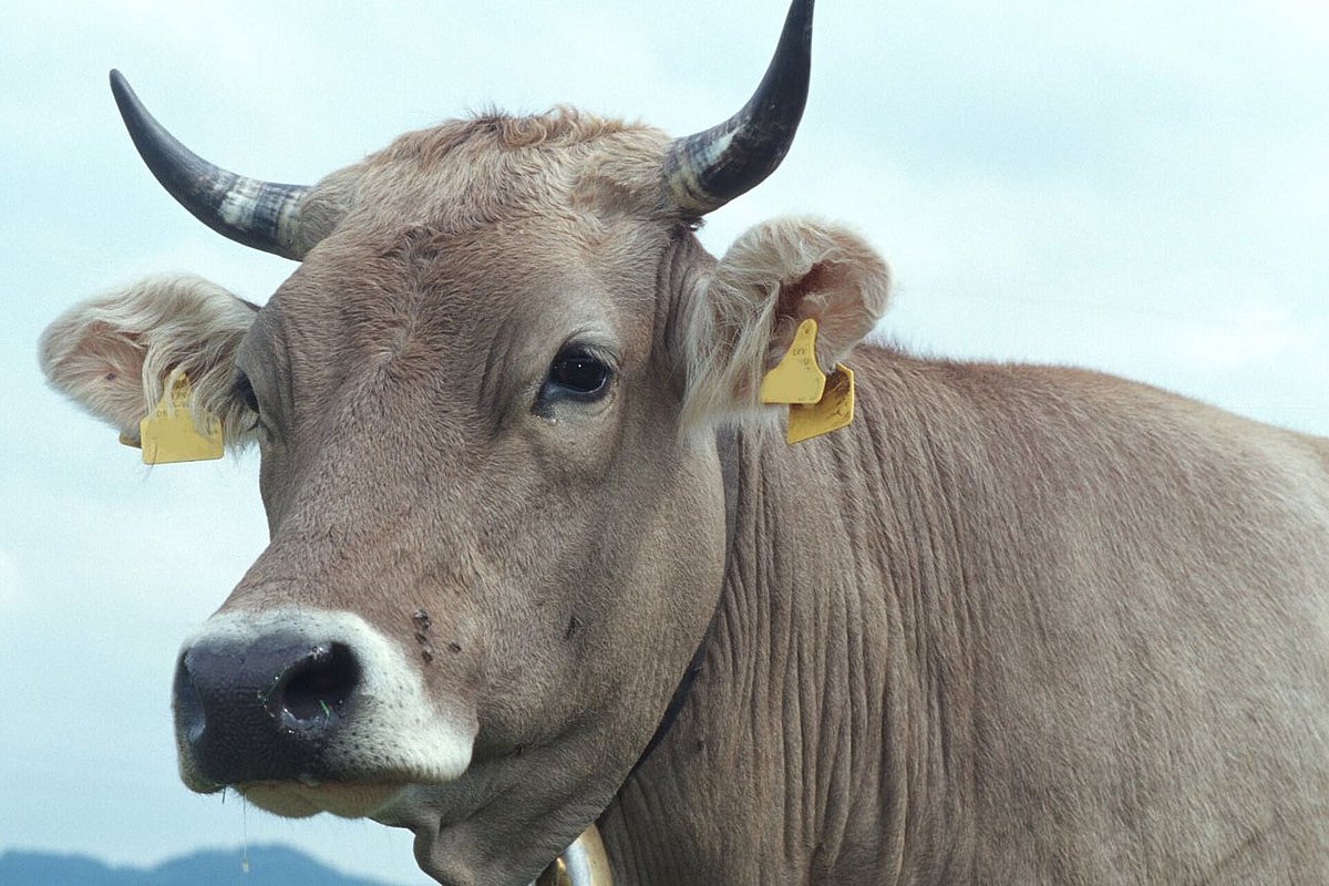 Zukunftsfähige Nutztierhaltung: Kuhhörner wirken sich auf die ... Zukunftsfähige Nutztierhaltung: Kuhhörner wirken sich auf die ...