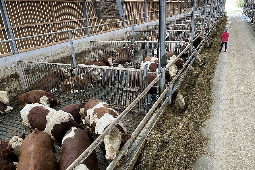 Mastbullenstall von oben. Die Tiere stehen auf Spaltenboden. Der hintere Teil der Bucht ist mit gummierten Spalten ausgelegt. Die Trennung zum futtertisch erfolgt durch Nackenrohre.