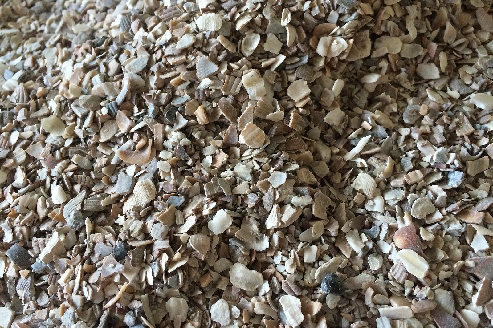 Kleine Stücke von Muschelschalen. Klick öffnet Großansicht im neuen Fenster.