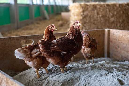 Bild: MuD Tierschutz, BLE