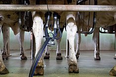 Bundesprogramm: MoMiNE - Stickstoffausscheidungen in der Milchkuhhaltung besser beurteilen