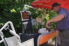 Einem Schaf wird in einer Behandlungsbox eine Ohrmarke ausgelesen. Man sieht einen Schafhalter bei der Arbeit, ein Schaf und einen Laptop. Klick führt zu Großansicht im neuen Fenster. 