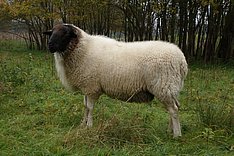 Beobachtungspopulationen beim Schaf