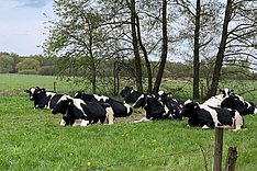 Eine Gruppe von Rindern liegt unter Bäumen auf einer Weide. 