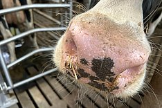 Woran erkennt man den Gesundheitszustand einer Milchkuh? Bild: Dorothe Heidemann