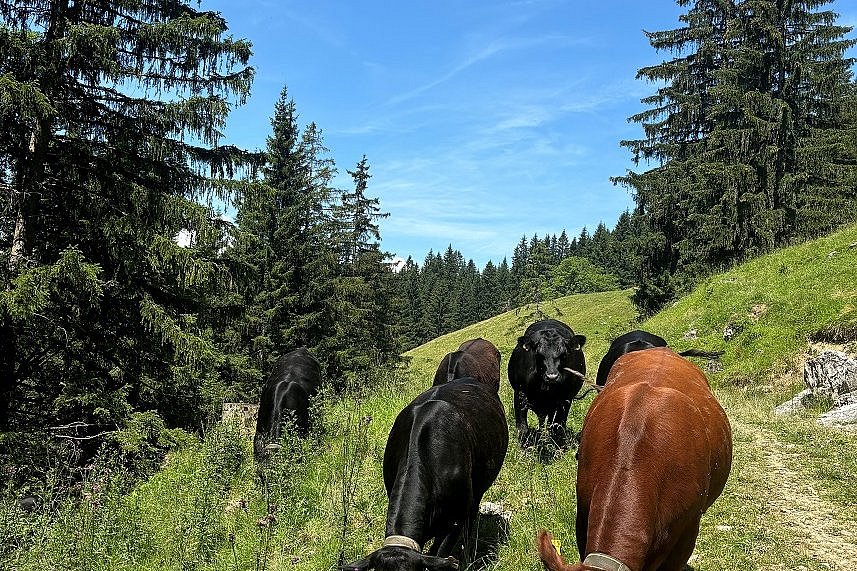 Ochsen der Rasse Angus auf einer Weide. Die Tiere grasen.