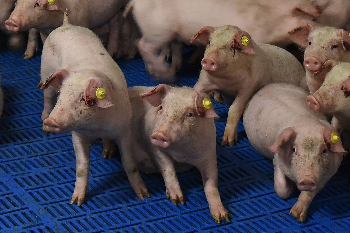 : Das Bild zeigt Aufzuchtferkel mit abgestorbenem Gewebe an den Ohrspitzen.