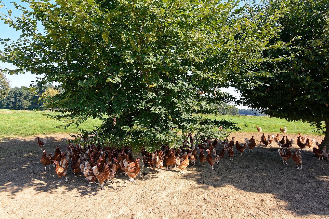 Legehennen im Auslauf unter einem Baum. Klick führt zu Großansicht im neuen Fenster.