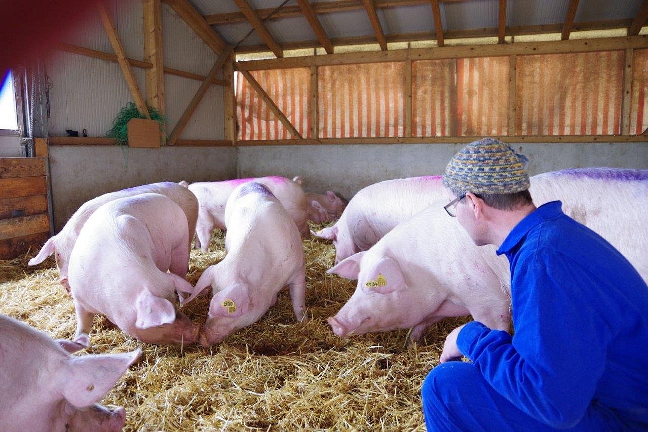 Ein Landwirt hockt bei mehreren Sauen, die auf Stroh gehalten werden. Klick führt zu Großansicht im neuen Fenster. 