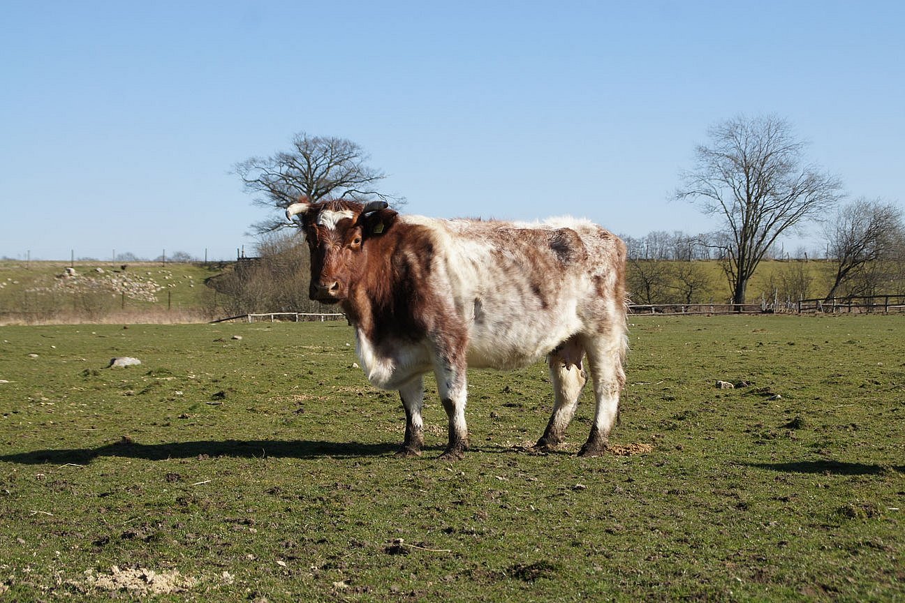 Rind der Rasse Deutsches Shorthorn in der Seitenansicht. Klick führt zu Großansicht im neuen Fenster. 