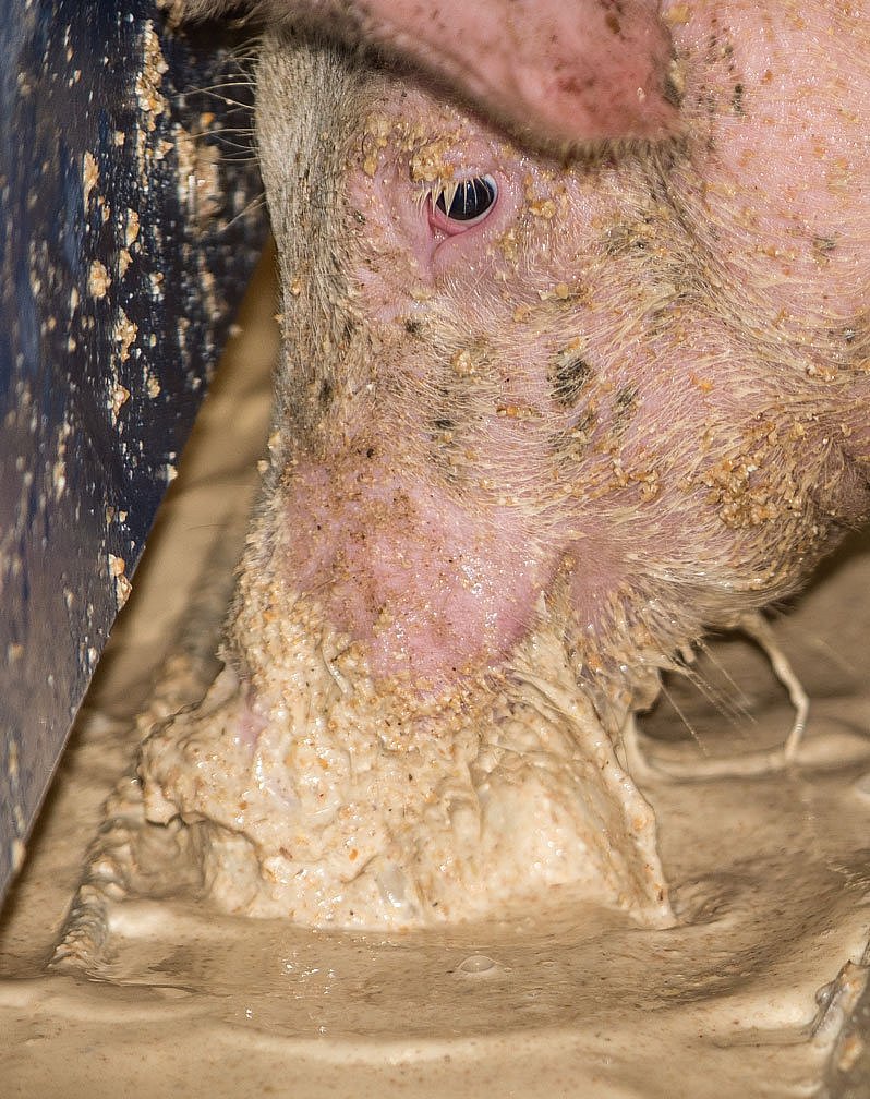 Schwein hat seine Nase im Flüssigfutter stecken. Klick führt zu Großansicht in neuem Fenster.