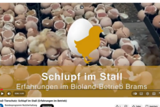 MuD Tierschutz: Praxiserfahrung mit Schlupf im Stall - Interview im Masthühnerstall