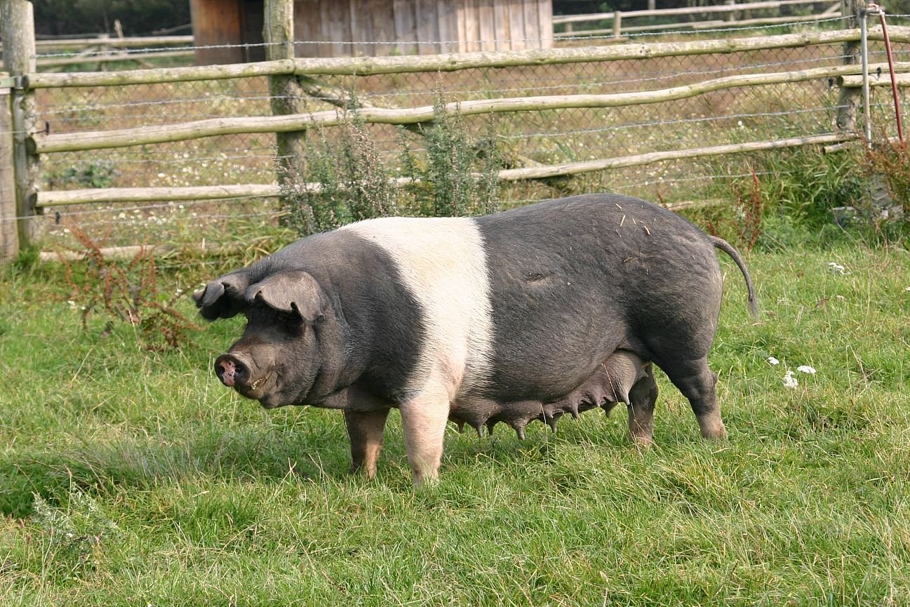 Schwein der Rasse Deutsches Sattelschwein. Klick führt zu Großansicht im neuen Fenster.