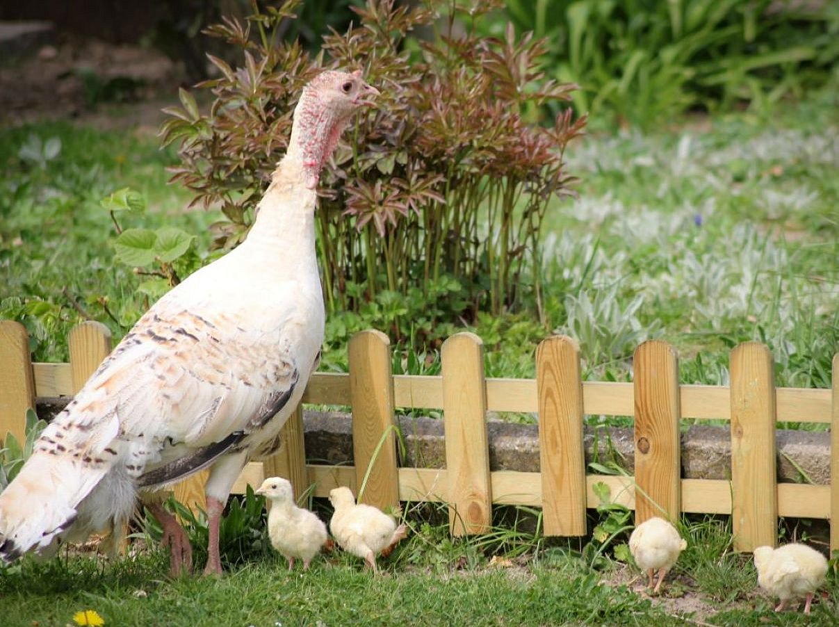 Amme mit Küken im Auslauf. Klick öffnet Großansicht im neuen Fenster