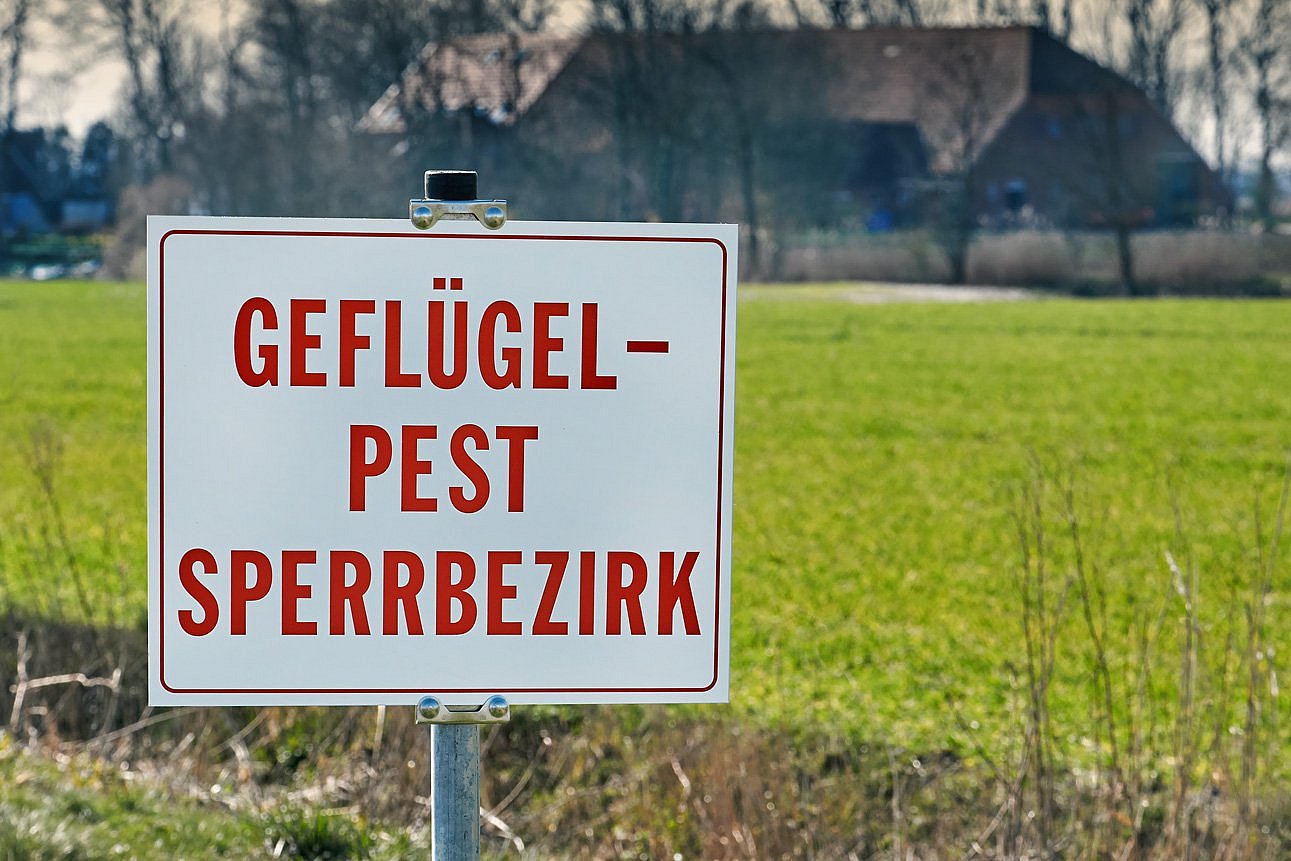Schild "Geflügelpest-Sperrbezirk". Klick führt zu Großansicht im neuen Fenster.
