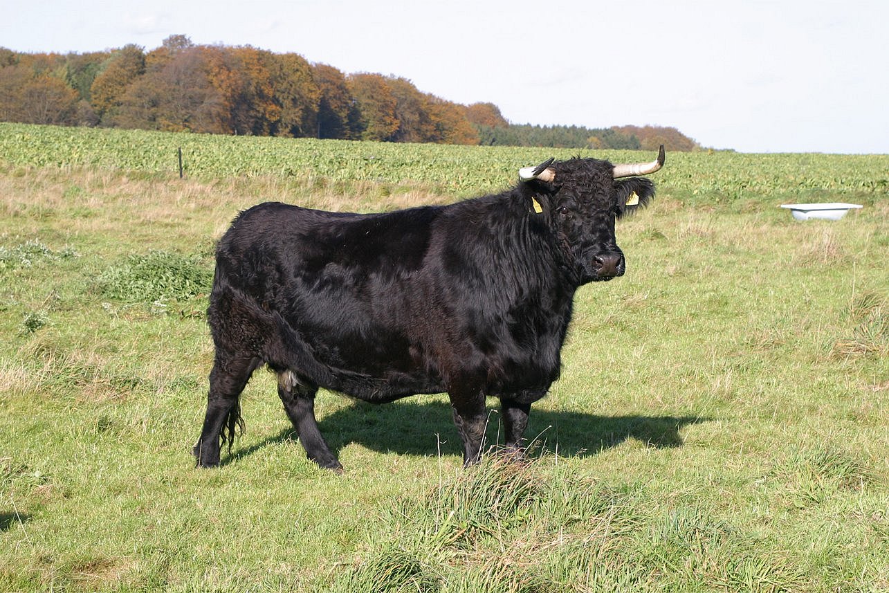 Ein Welsh-Black-Rind in Seitenansicht auf der Weide. Klick führt zu Großansicht im neuen Fenster. 