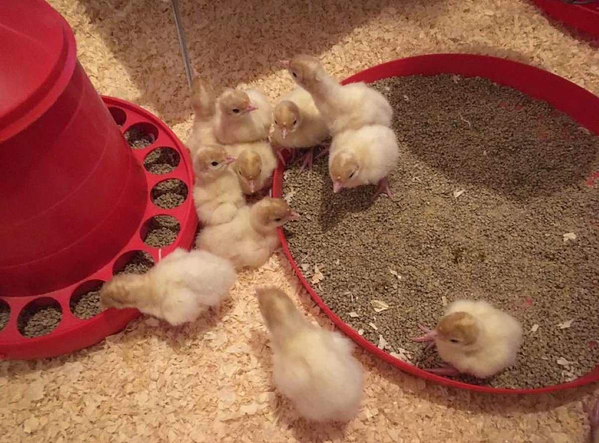 Robustputenküken in der Handaufzucht. Klick öffnet Großansicht im neuen Fenster. 