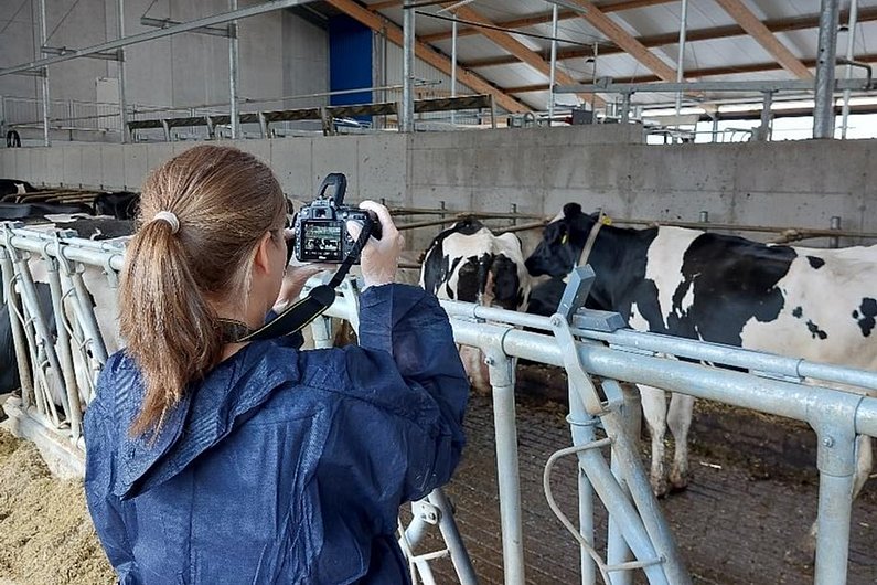 Frau mit Kamera fotografiert Kühe im Stall.