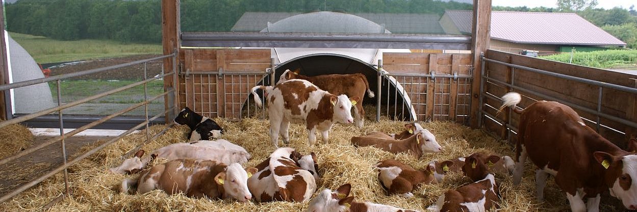 Fleckviehkälber in einem eingestreuten Außenklimastall. Klick öffnet Großansicht in neuem Fenster.