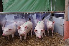 Schweine in einem Stall mit Außenbereich. Bild MuD Tierschutz, BLE