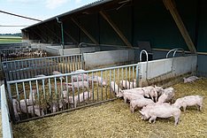 Emissionsminderung im Außenklimastall