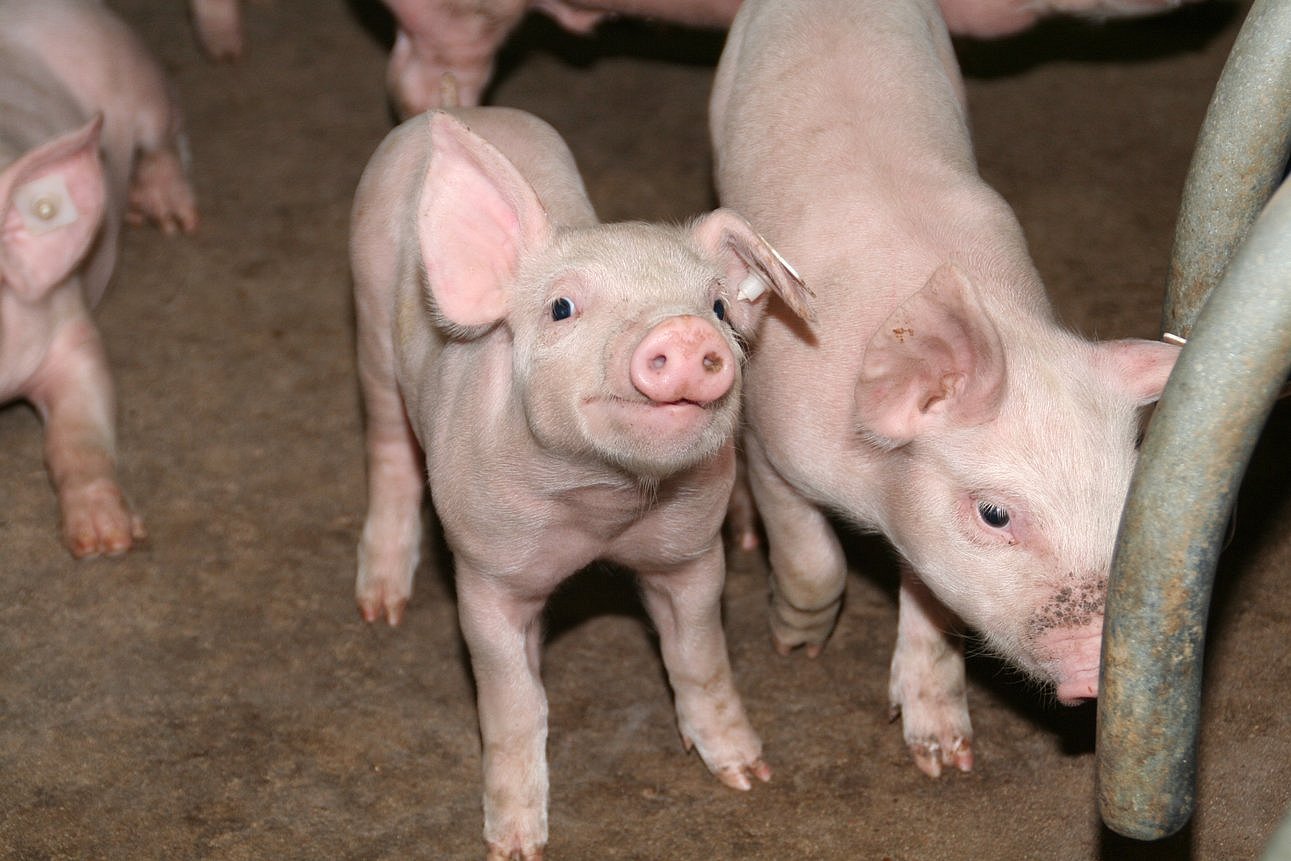 Ein Ferkel schaut munter in die Kamera. Klick führt zu Großansicht im neuen Fenster.