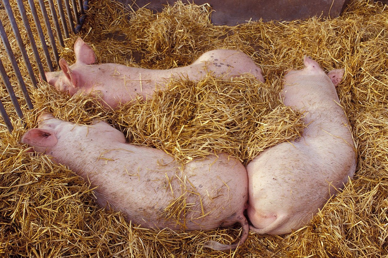 Drei Öko-Schweine liegen nebeneinander im Stroh. Klick führt zu Großansicht in neuem Fenster.