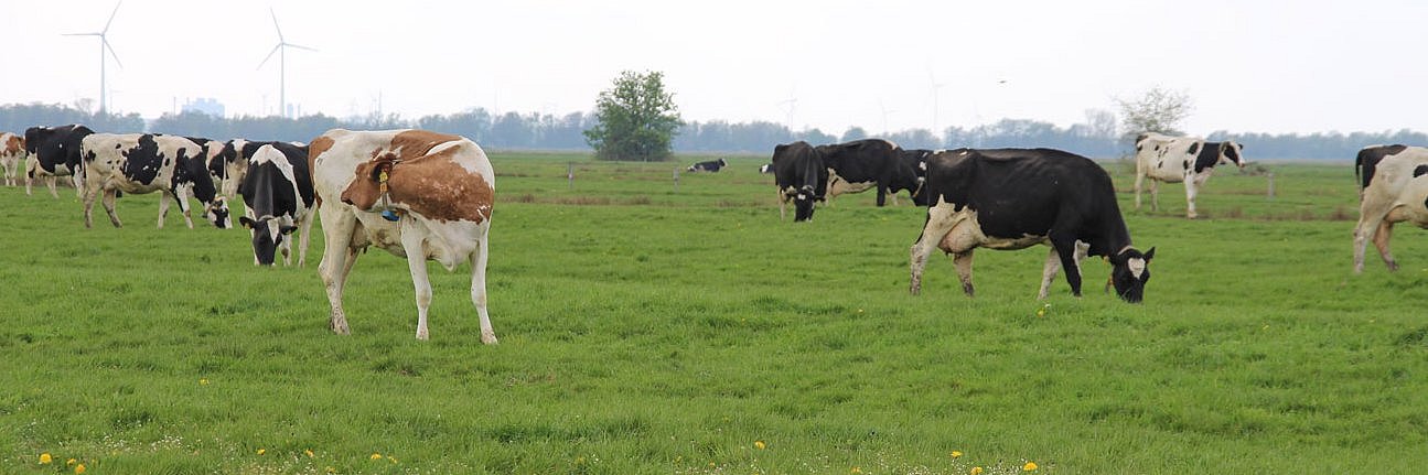 Eine Herde Deutsch-Holsteins grast auf einem trockengelegten Moorstandort. 