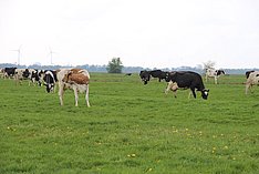 Milchviehhaltung und Moorschutz