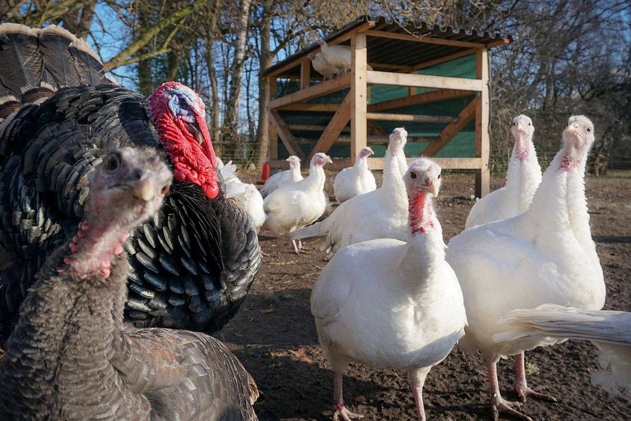 Elterntiere Hybriden. Klick öffnet Großansicht im neuen Fenster.