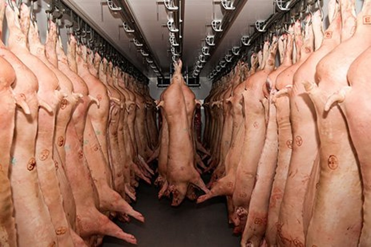 Schweinehälften hängen in einem Kühl-LKW. Klick führt zu Großansicht im neuen Fenster.