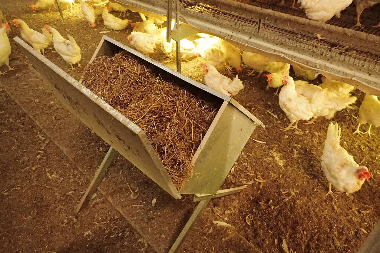 Junghennen mit Strohraufe im Stall. Klick führt zu Großansicht in neuem Fenster.