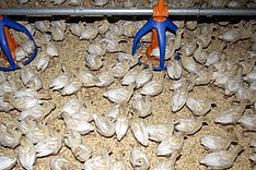 Puten: Gesunde Fußballen durch Einstreumanagement