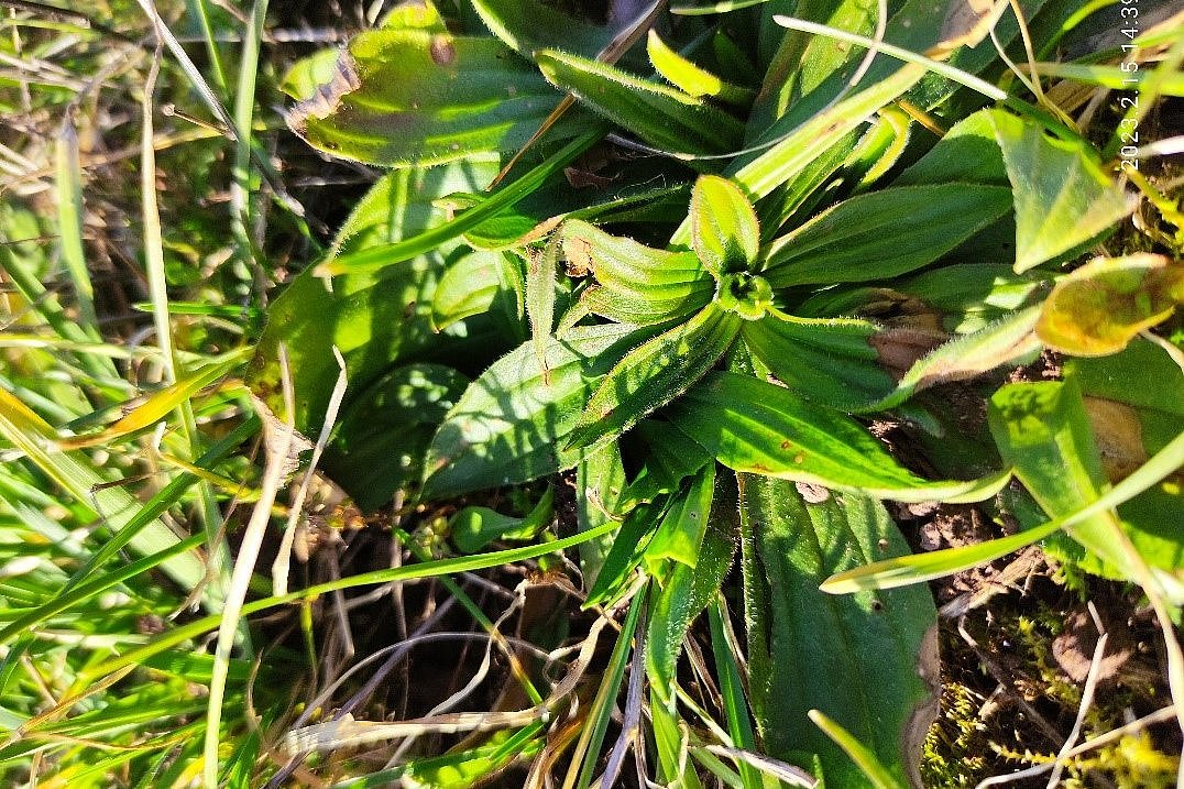 Die Blätter des Spitzwegerichs (Plantago lanceolata) im Grünland in Draufsicht. Klick führt zu Großansicht im neuen Fenster. .
