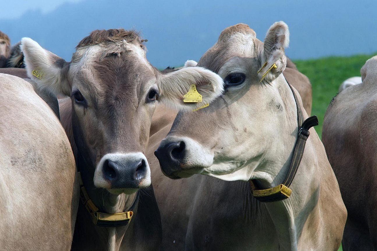 Umgang mit horntragenden Kühen