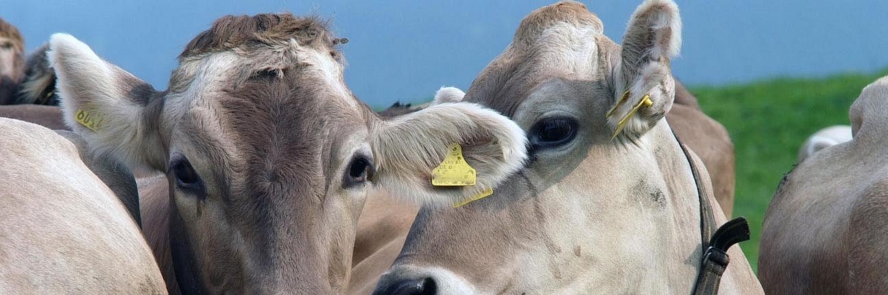 Das Bild zeigt die Köpfe von zwei Braunviehkühen mit Transponderhalsband.