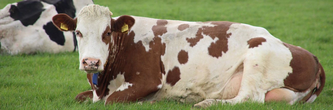 Eine rotbunte Holstein Frisian Kuh liegt auf der Weide und blickt in die Kamera. 