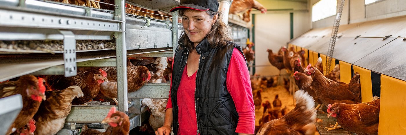 Eine Frau kontrolliert ihren Hennenbestand im Stall.