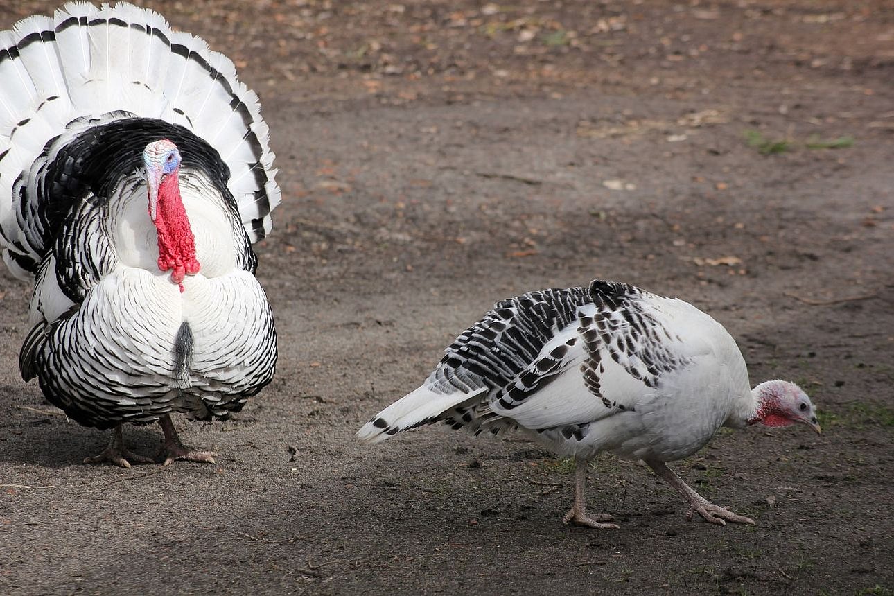 Cröllwitzer Hahn und Henne. Klick öffnet Großansicht im neuen Fenster.