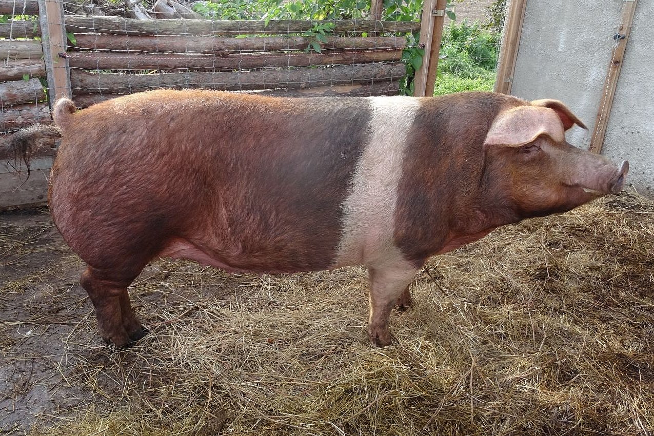 Schwein der Rasse Rotbuntes Husumer Schwein. Klick führt zu Großansicht im neuen Fenster.