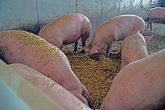 Schweine wühlen im Strohl 