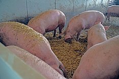 Thüringen fördert Schweinehaltung auf Stroh 
