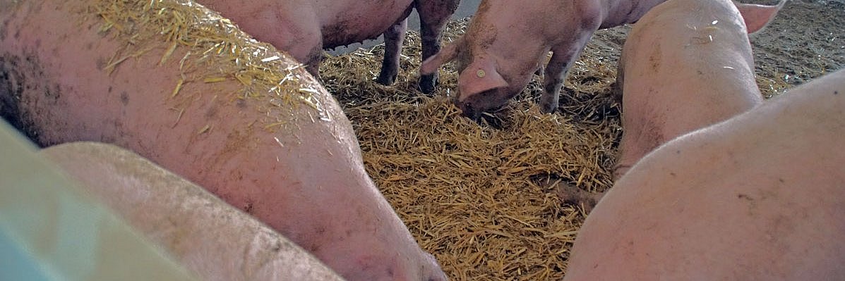 Schweine wühlen im Stroh, das auf derm Boden verteilt wurde. 