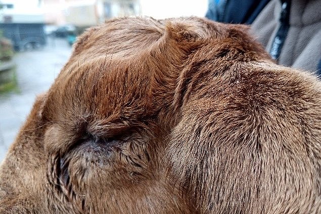 Rolllid (Entropium) bei einem Lamm. Das Lamm kneift die Augenlider zusammen, die Wimpern des unteren Augenlides sind nicht zu sehen. Klick führt zu Großansicht im neuen Fenster. 