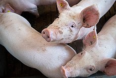 Schweine im Stall. Klick führt zu Großansicht im neuen Fenster.