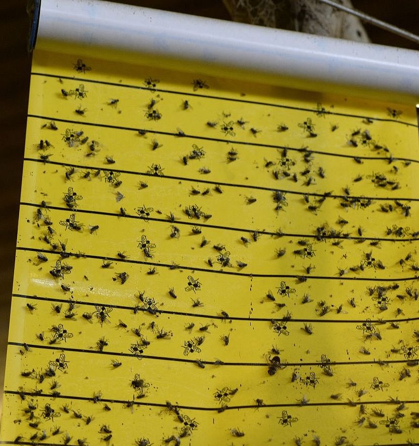 Fliegen kleben an einem Fliegenklebestreifen. Klick öffnet Großansicht in einem neuen Fenster.