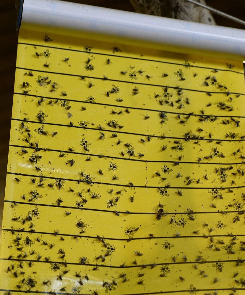 Fliegen kleben an einem Fliegenklebestreifen. Klick öffnet Großansicht in einem neuen Fenster.
