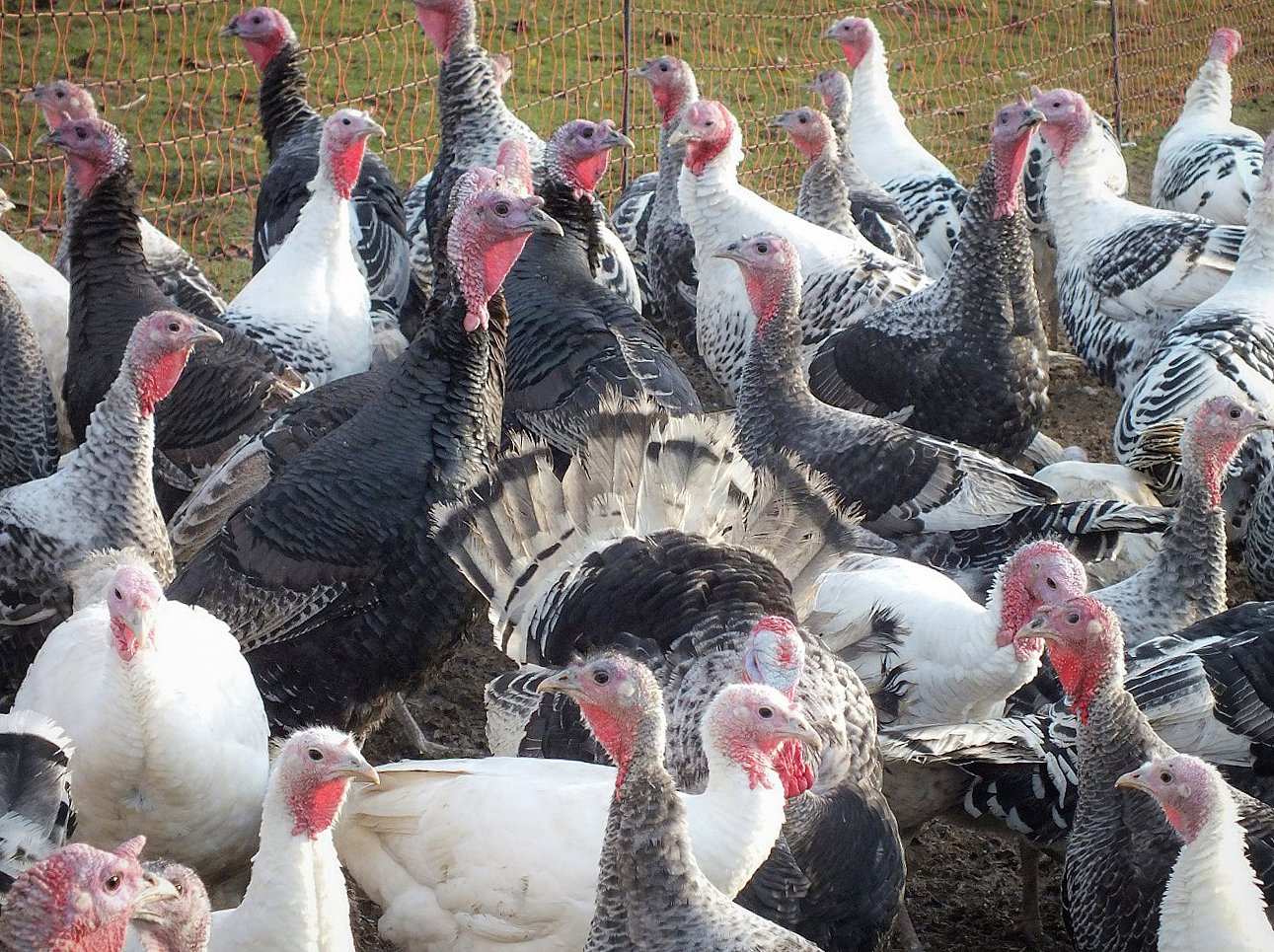 Eine Gruppe Robustputen auf einem Mastbetrieb. Klick öffnet Großansicht im neuen Fenster.