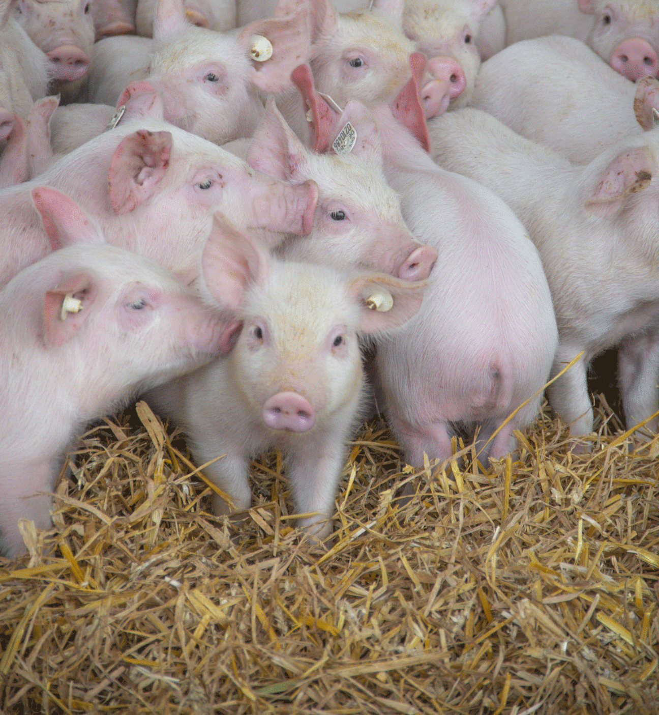 Eine Gruppe Ferkel blickt in die Kamera. Die Ferkel stehen im Stroh. Klick führt zu Großansicht im neuen Fenster. 