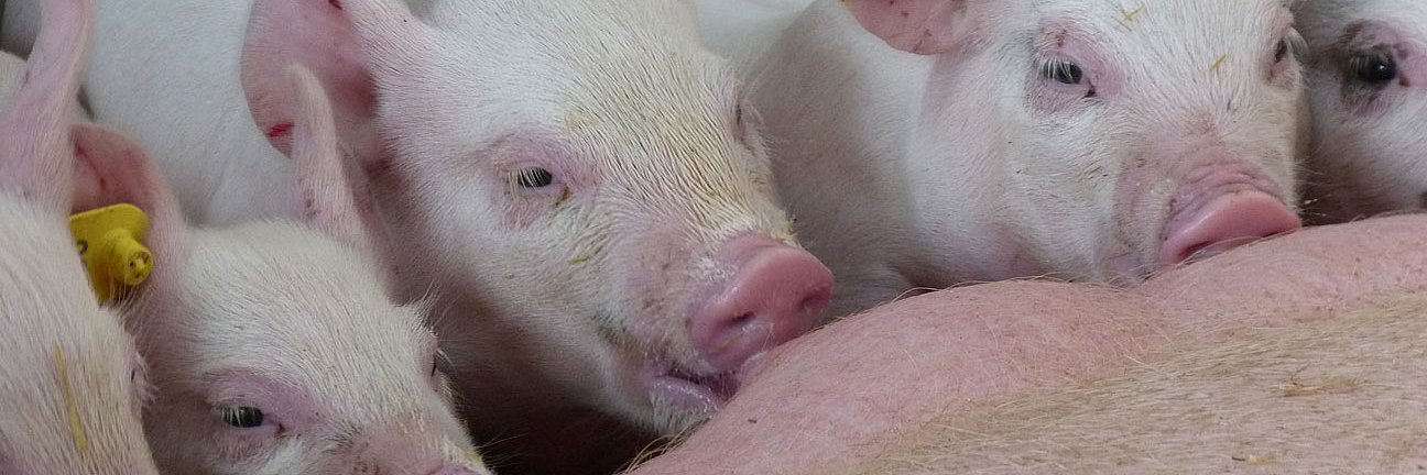 In Nahaufnahme saugen fünf Ferkel an der Sau